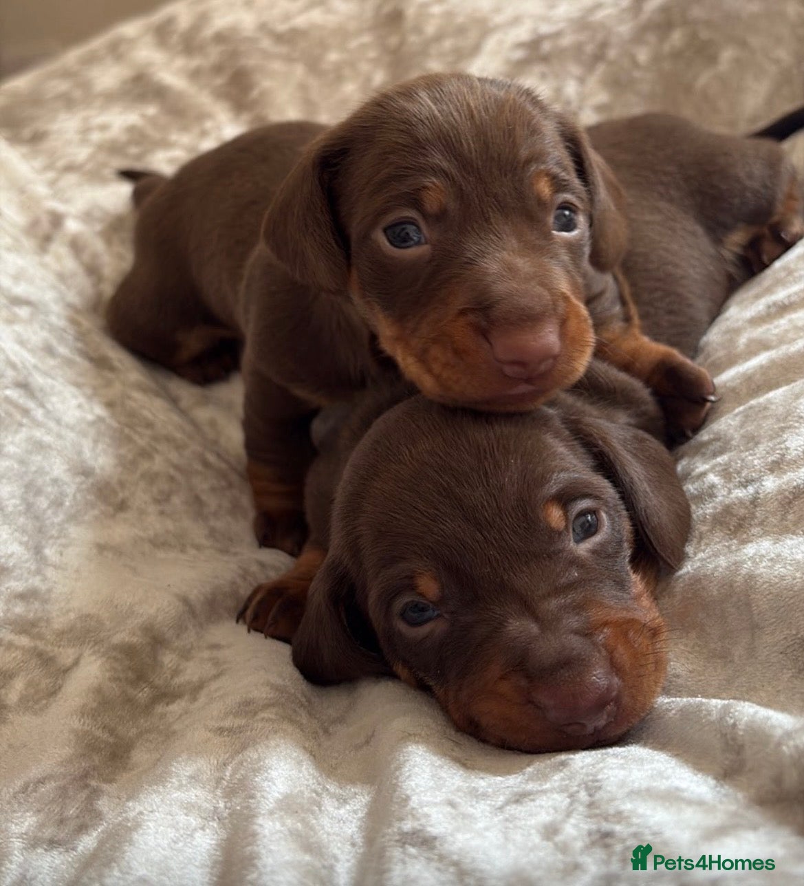 Miniature Dachshund dogs KC Registered miniature dachshund puppies  - Advert 10