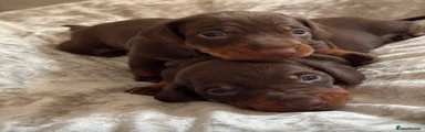 Miniature Dachshund choc & tan boy
