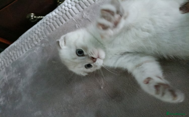 Scottish Fold cats - Advert 13