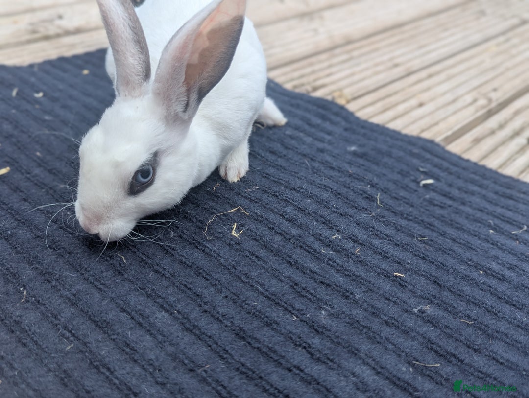 Rex rabbits for sale: Mini rex rabbit for sale - Image 11