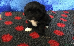Australian Labradoodle dogs for sale: Stunning miniature Australian labradoodles - Image 20