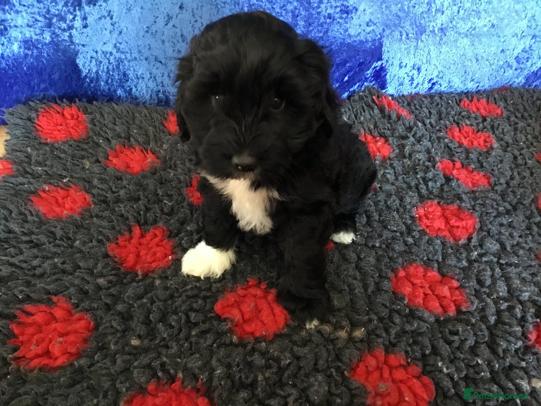 Australian Labradoodle dogs for sale: Stunning miniature Australian labradoodles - Image 20