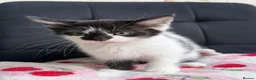 Mixed Breed cats for sale: Beautiful kittens  - Advert 7