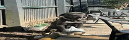Cane Corso dogs for adoption: Cane corso looking for her forever home - Advert 2