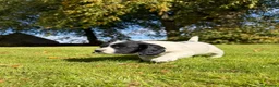 English Springer Spaniel dogs for sale: SPRINGER SPANIEL PUPPIES in Broxburn - Advert 2