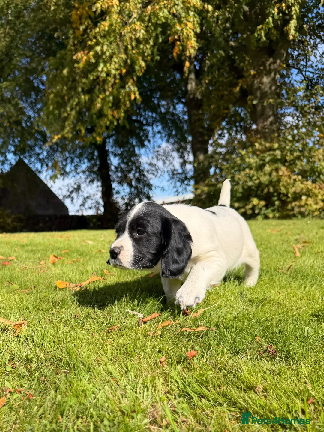 English Springer Spaniel dogs for sale: SPRINGER SPANIEL PUPPIES in Broxburn - Advert 2