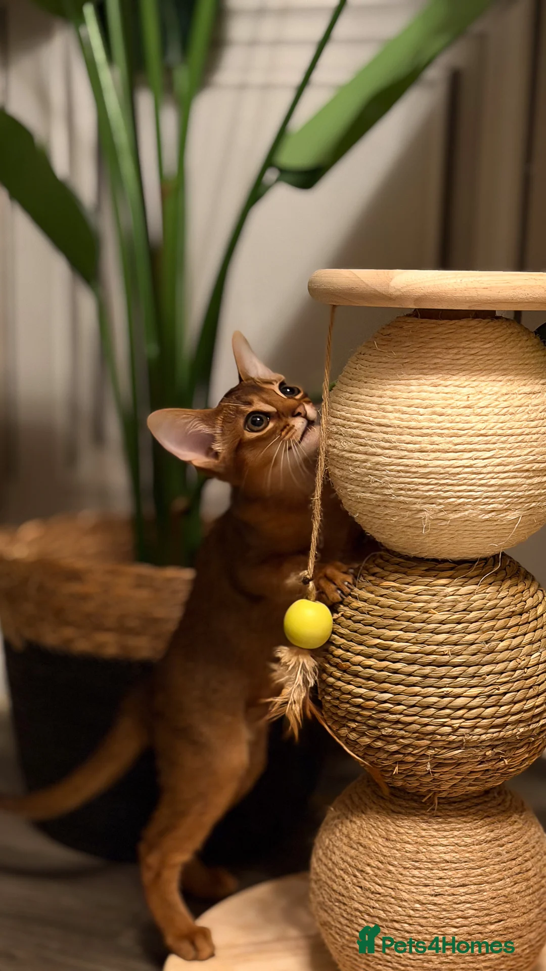 Abyssinian cats for sale: Champion Line Pedigree Abyssinian Kittens  - Advert 12