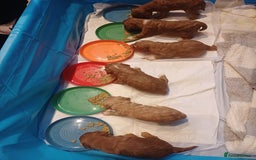 Cockapoo dogs for sale: Beautiful f2 Cockapoo puppies  - Advert 5