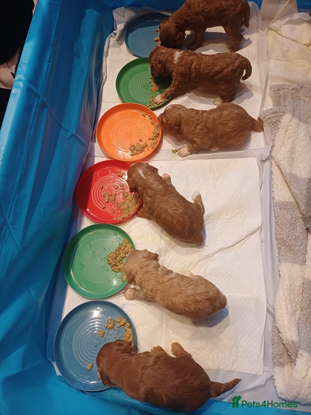 Cockapoo dogs for sale: Beautiful f2 Cockapoo puppies  - Advert 5