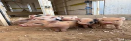 Pig livestock for sale: MINI PIGS FOR SALE - Advert 4
