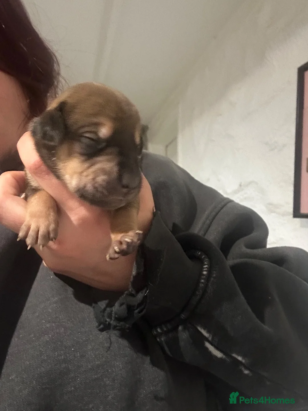 Mixed Breed dogs for sale: Sprocker x sharpei - Advert 2