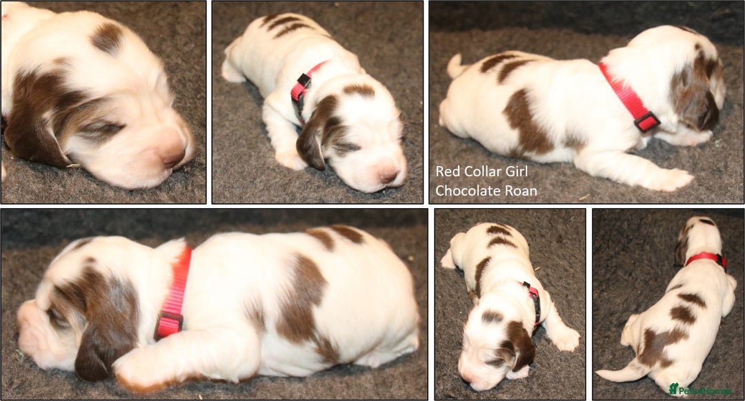 Cocker Spaniel dogs for sale: Stunning Show Cockers. Health Tested/KC Registered - Advert 8