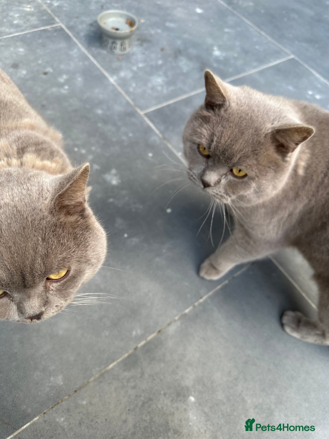 British Shorthair cats for sale: Two Male British Shorthair Free to the right hom - Advert 6