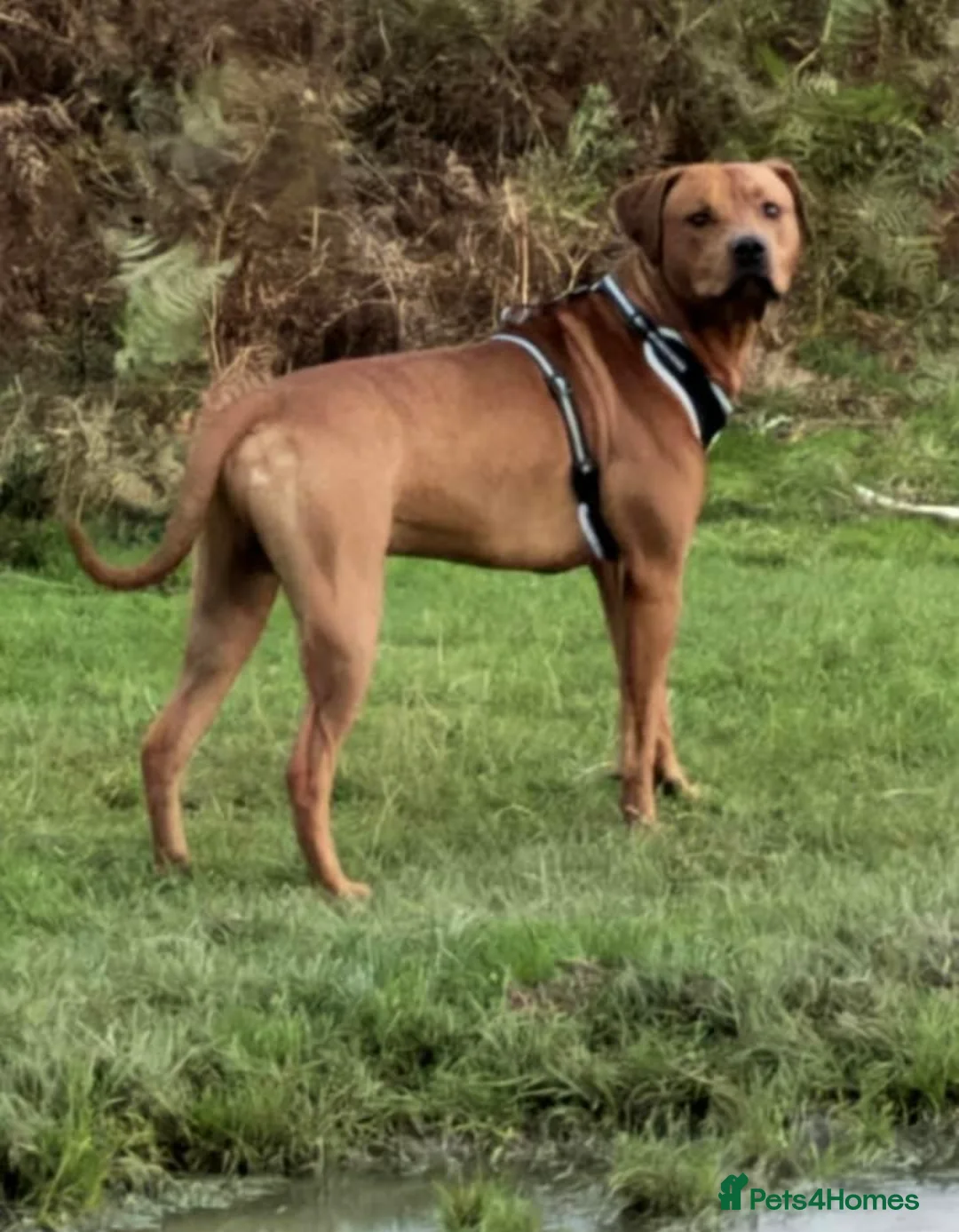 Mixed Breed dogs for sale: Doberman and Doberman x staffy  - Advert 25