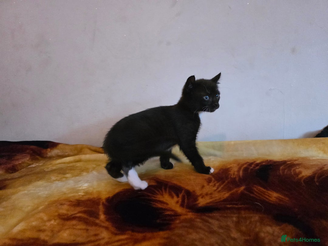 Mixed Breed cats for sale: Adorable Male Kitten – Sphynx x Devon Rex Cross - Advert 3