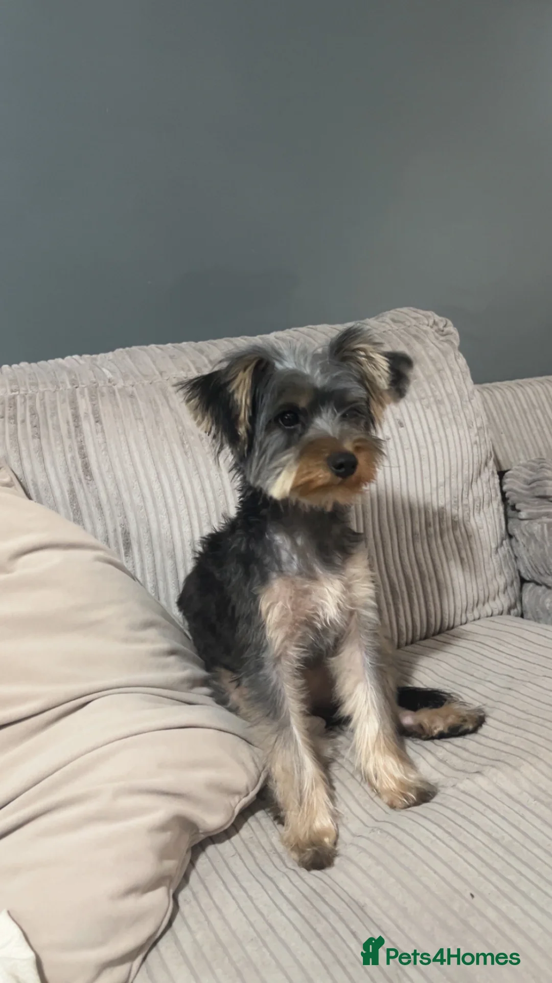 Yorkshire Terrier dogs for sale: Female 7 month old puppy  - Advert 2