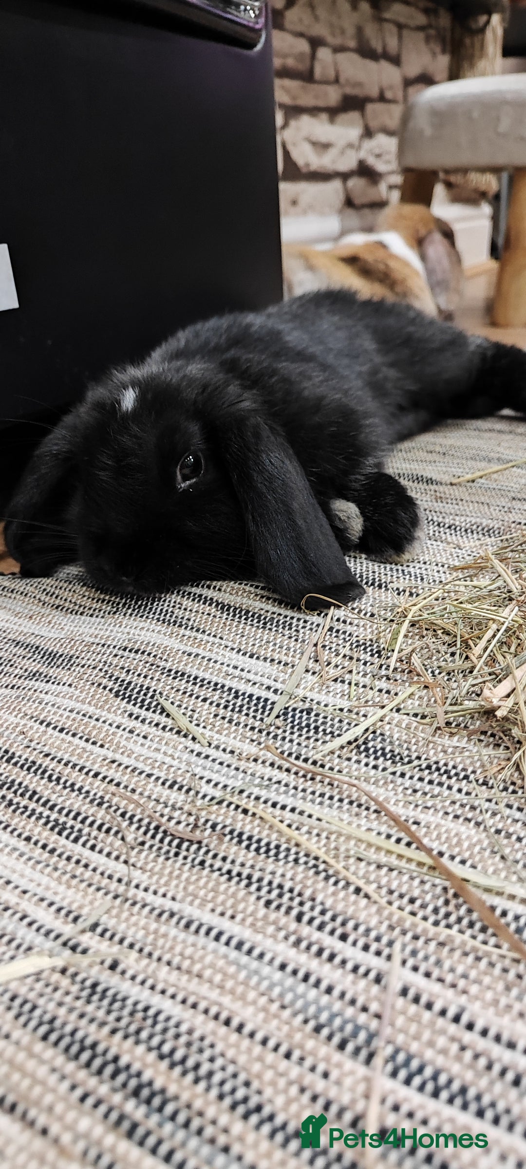 Mini Lop rabbits for sale: Mini lop and mini lop lion head  - Advert 13