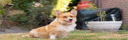 Welsh Corgi Pembroke dogs for sale: Beautiful Welsh Pembroke corgi female  - Advert 12