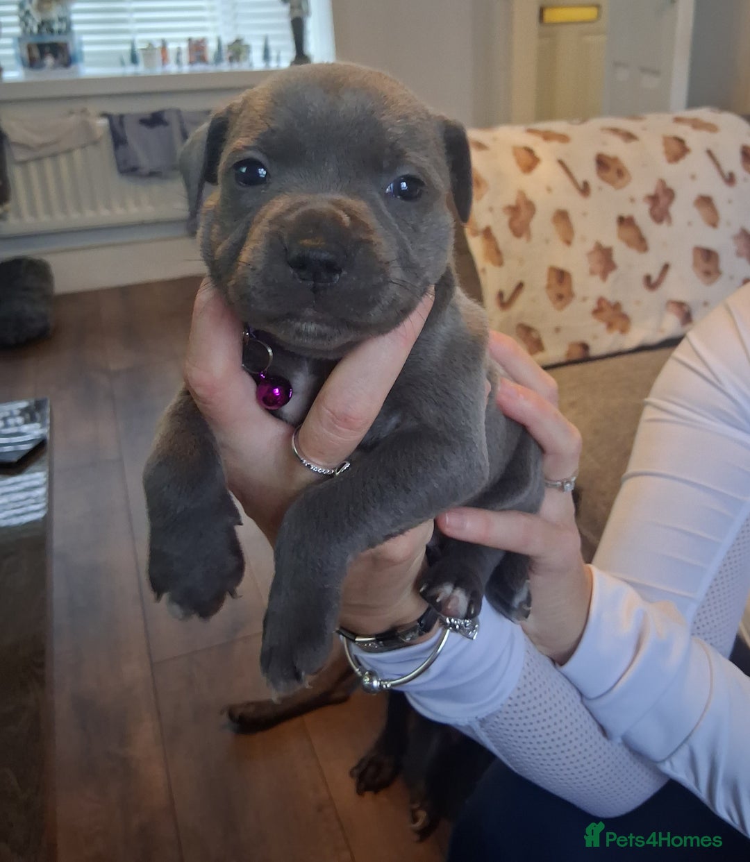Staffordshire Bull Terrier dogs for sale: Staffordshire bull terrier puppies  - Advert 13