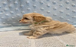 Maltipoo dogs for sale: 💖🐾Stunning health tested F1 maltipoo babies 🐾💖 - Advert 7