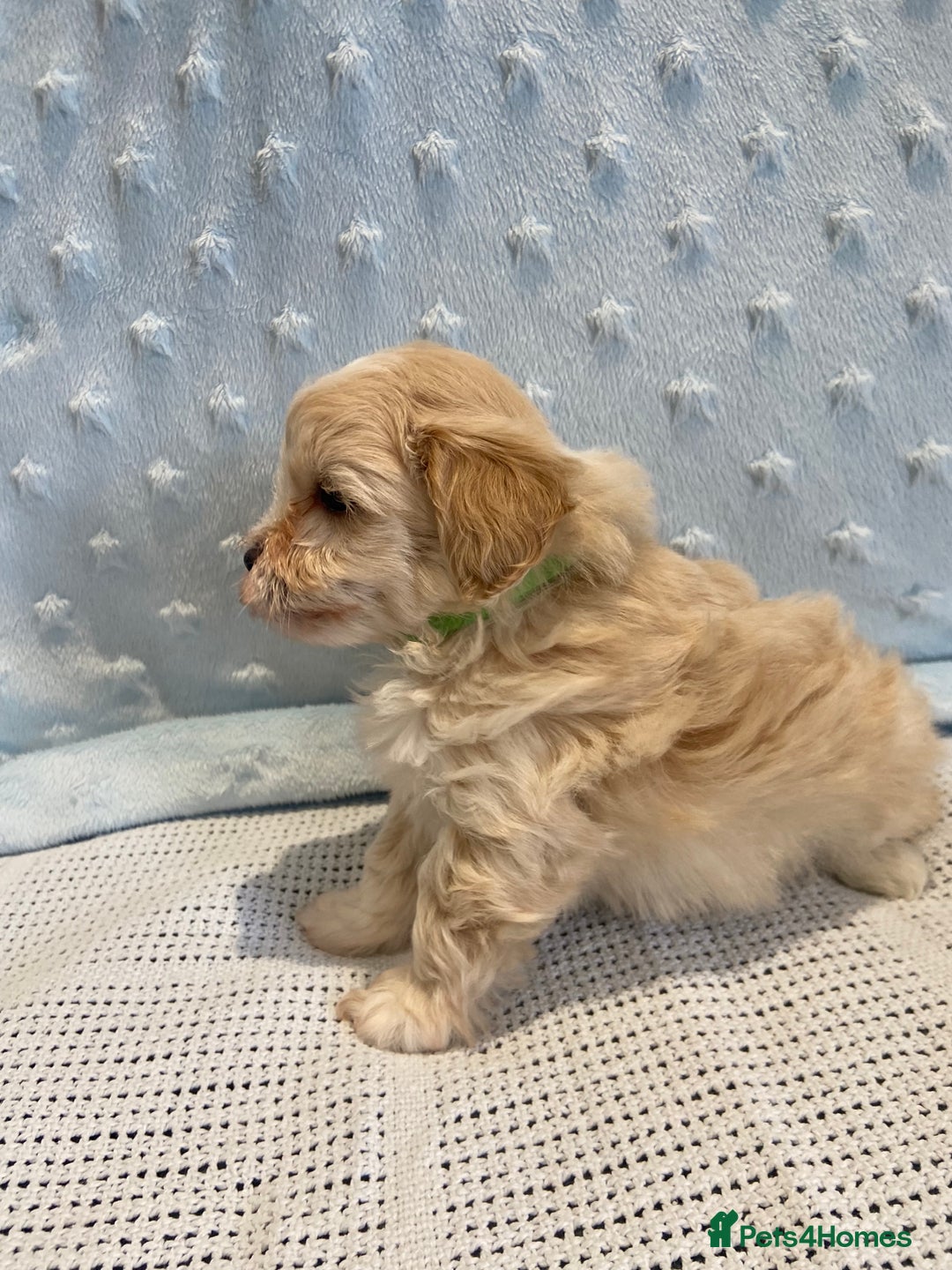 Maltipoo dogs for sale: 💖🐾Stunning health tested F1 maltipoo babies 🐾💖 - Advert 7
