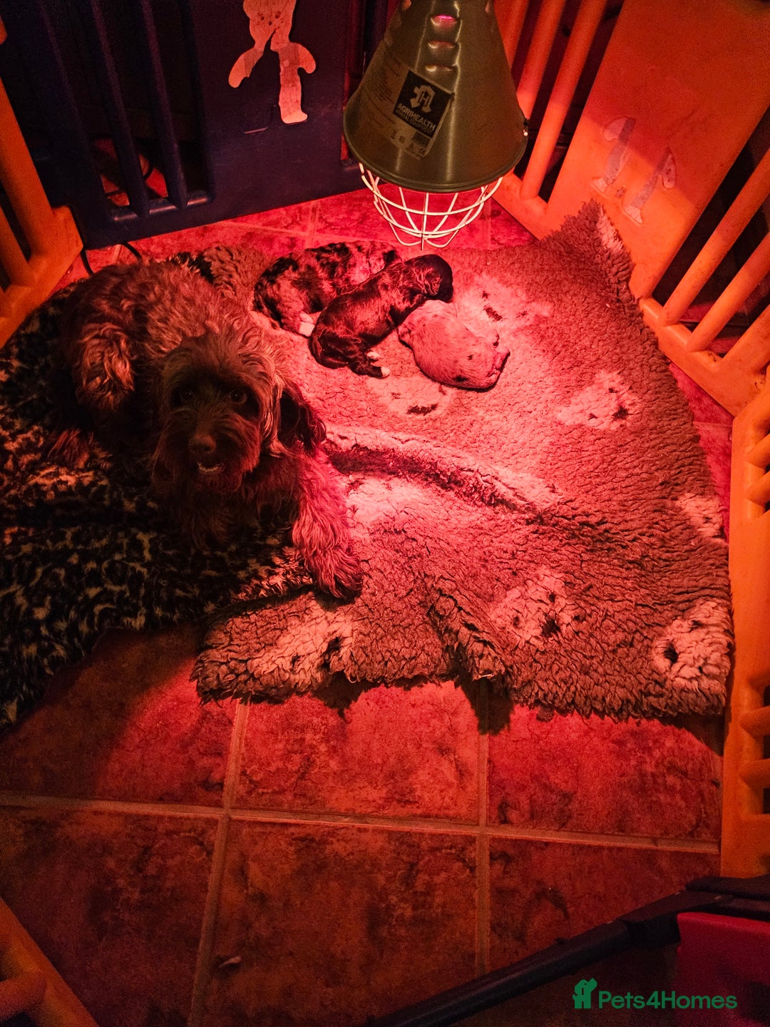 Cockapoo dogs for sale: Cockapoo Babies - Advert 1