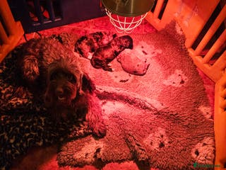 Cockapoo dogs Cockapoo Babies - Advert 15