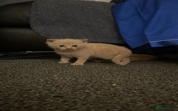 Mixed Breed cats for sale: Little boy  - Advert 7