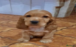 Cocker Spaniel dogs for sale: Golden cocker spaniel  - Image 9
