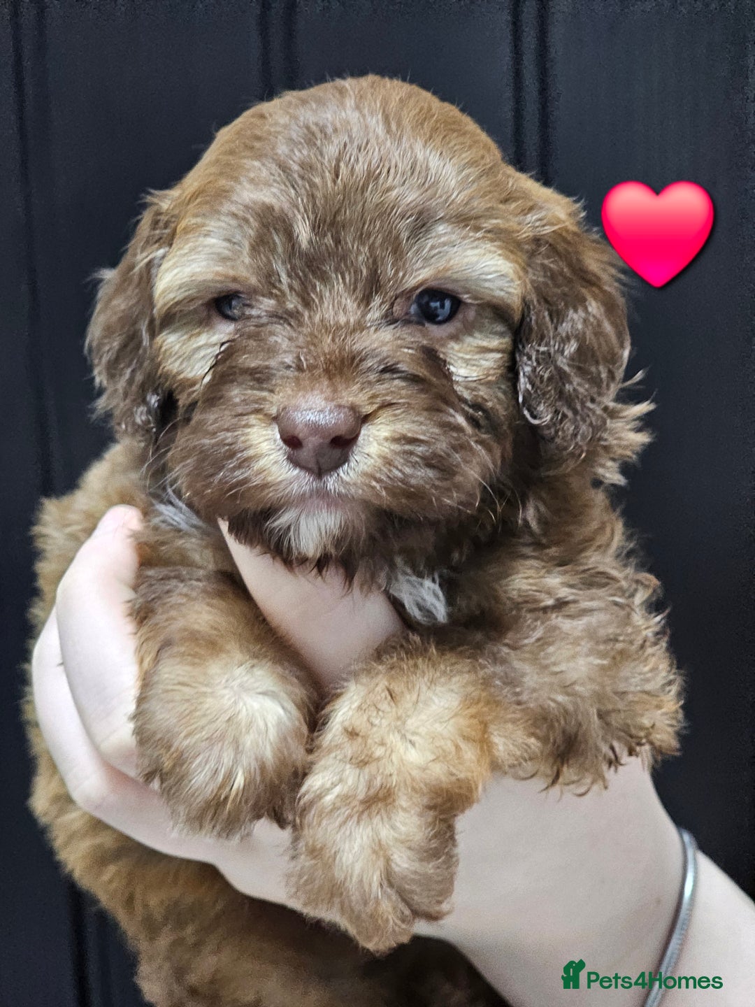 Cockapoo dogs for sale: F1 cockapoo puppies  - Advert 7