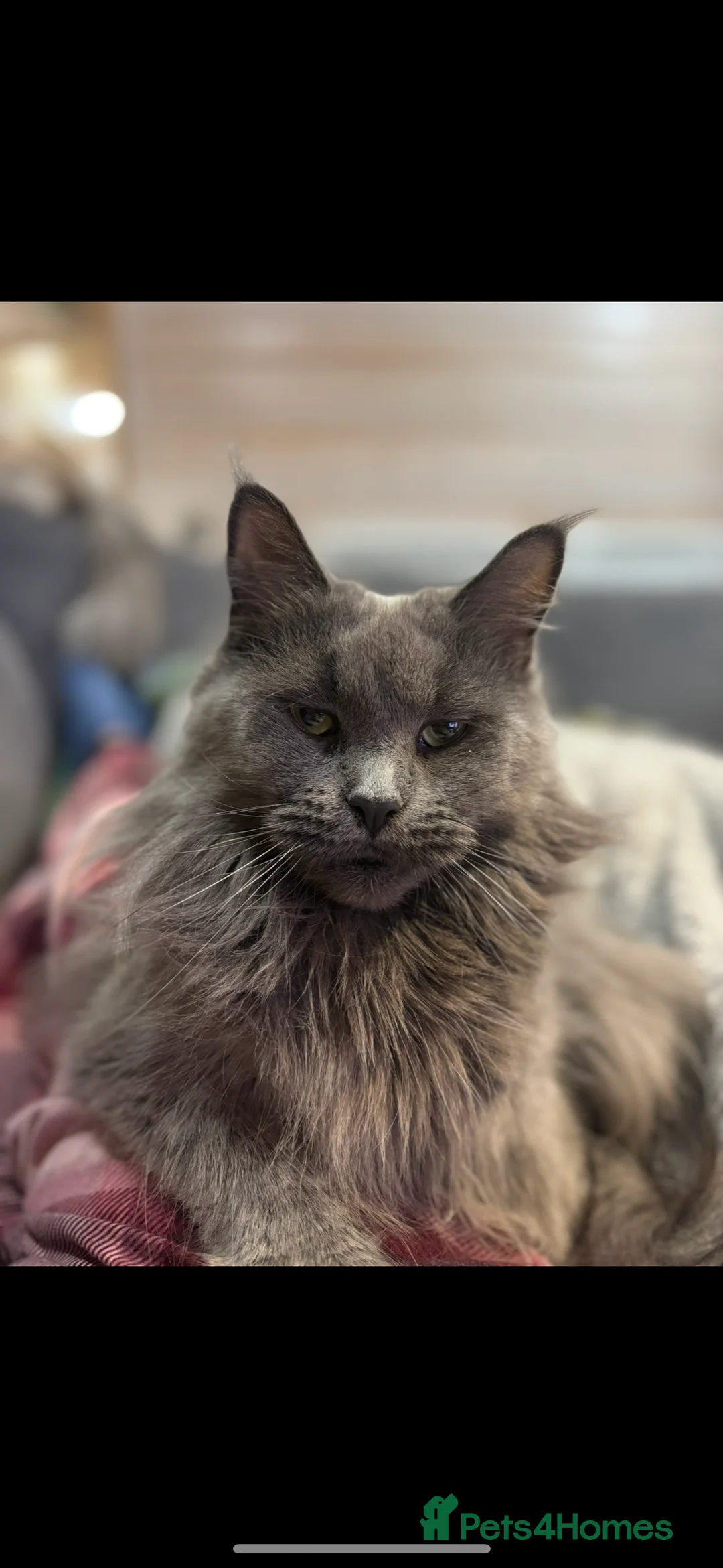 Maine Coon cats for sale: Last kitten - FiFe Maine Coons (ready Jan 21st) - Advert 4