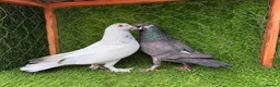 Pigeons birds for sale: Beautiful Quality Pigeons Healthy & Well Cared For - Advert 28