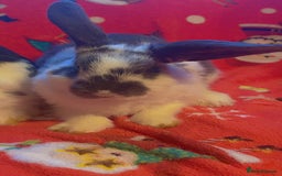 Mixed Breed rabbits for sale: Mini lop cross boys - Image 3