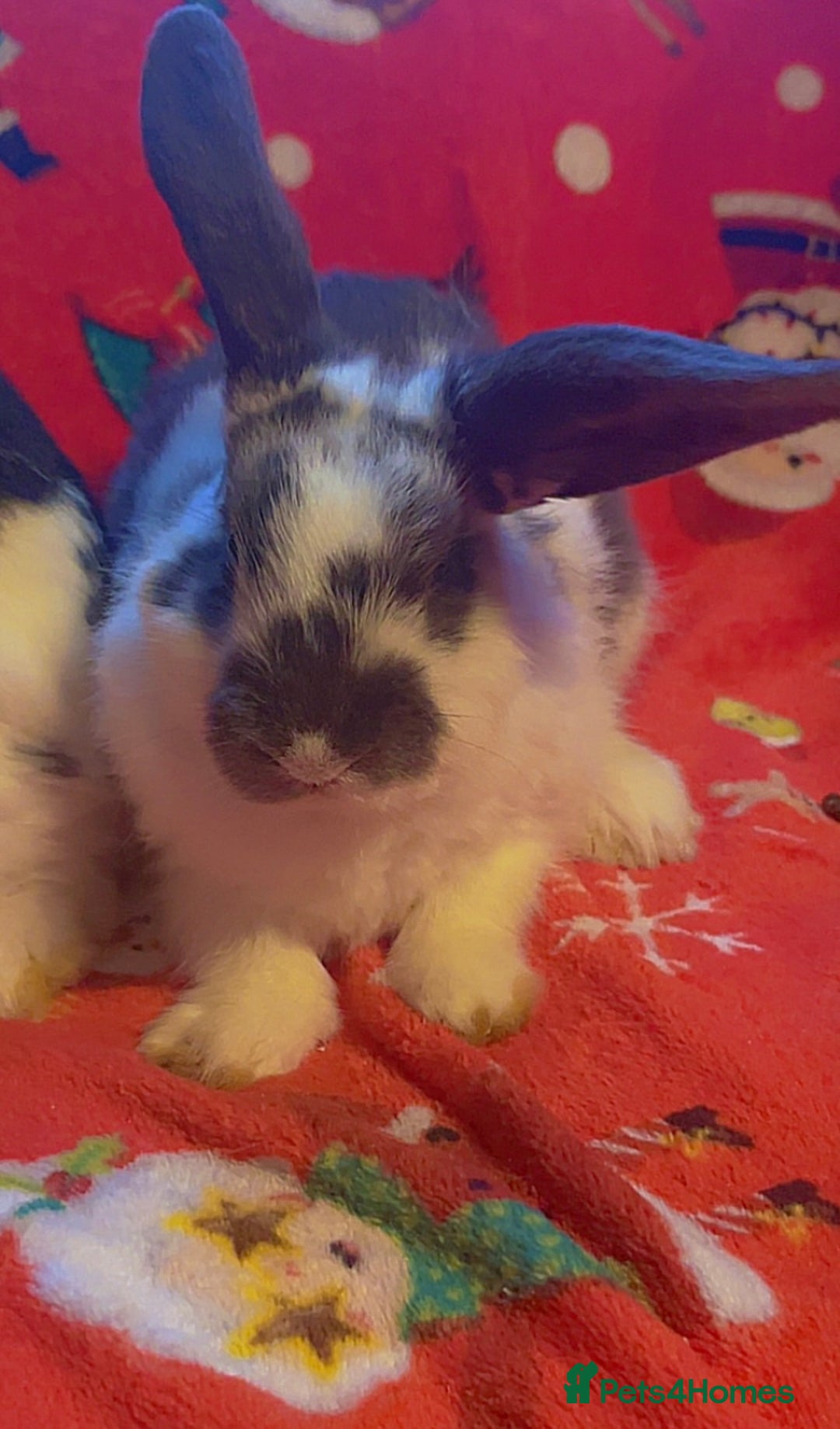 Mixed Breed rabbits for sale: Mini lop cross boys - Image 3