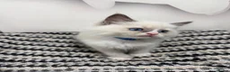 Ragdoll cats for sale: TICA Pedigree Ragdolls Kittens  - Advert 24