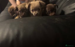Chihuahua dogs for sale: 4 adorable male 3/4 chihuahuas  - Advert 3