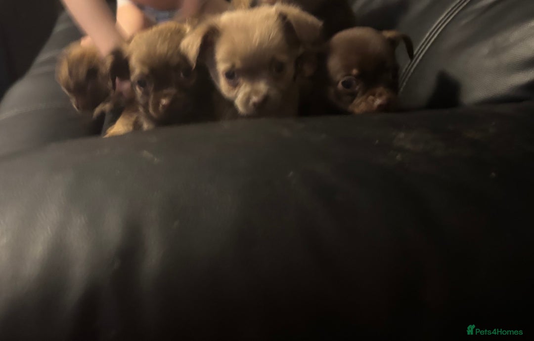 Chihuahua dogs for sale: 4 adorable male 3/4 chihuahuas  - Advert 3