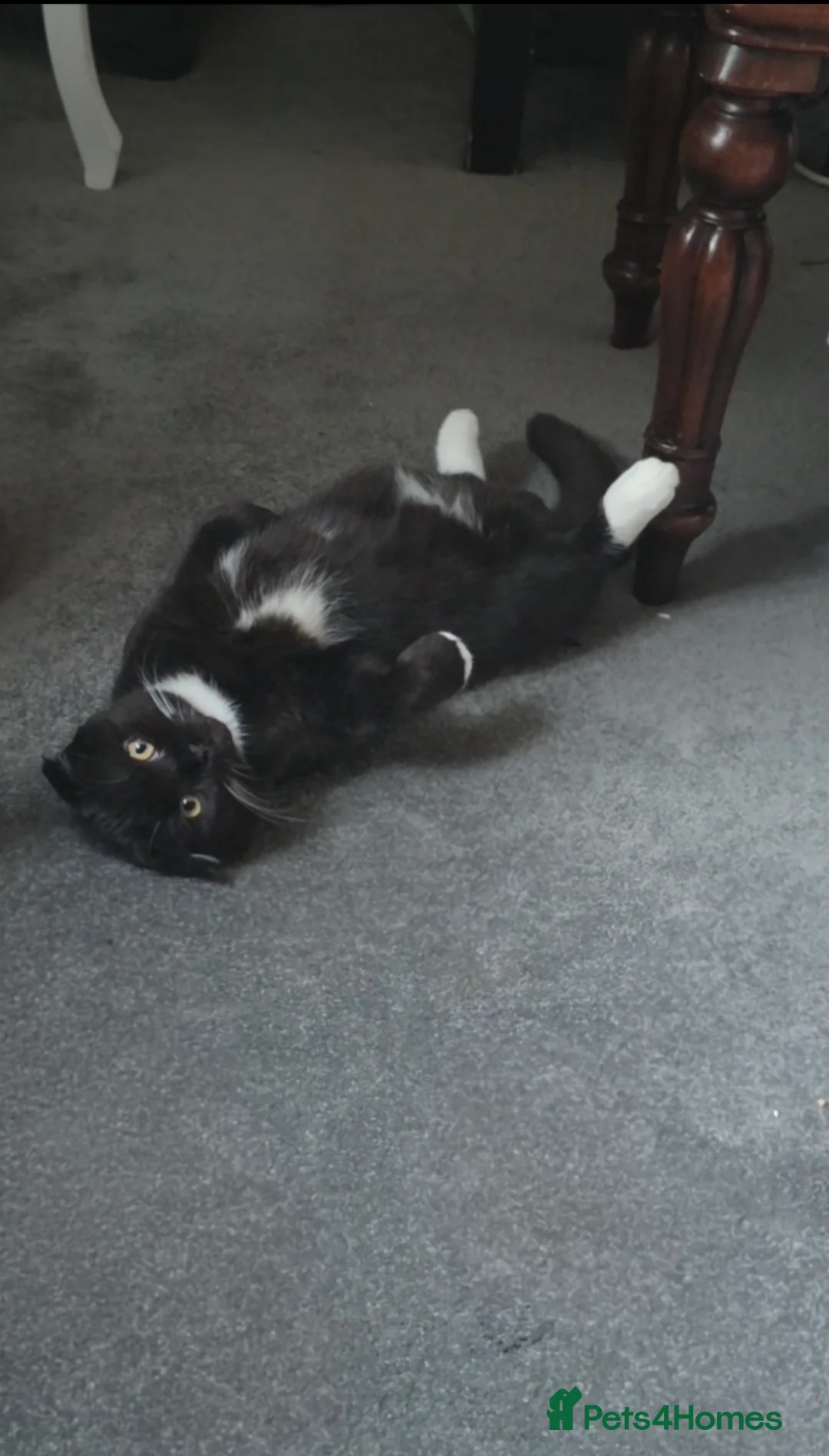 Mixed Breed cats for sale: 6 Month Old Male Cat - Advert 6