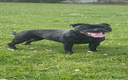 Staffordshire Bull Terrier dogs for sale: Genesis planned mating  - Image 11
