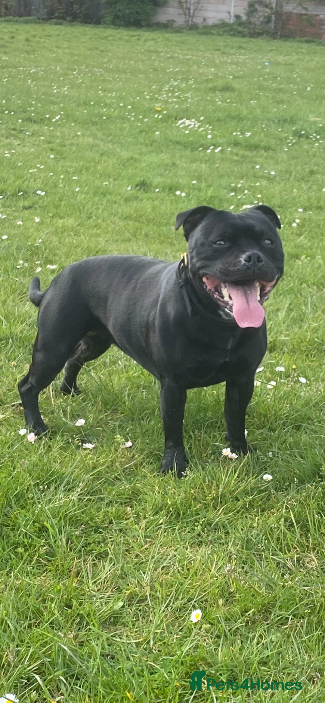 Staffordshire Bull Terrier dogs for sale: Genesis planned mating  - Image 11