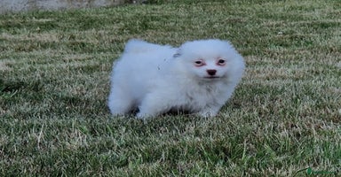 Mixed Breed dogs - Advert 15