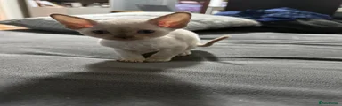 Devon Rex Kitten 7
