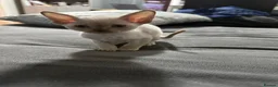 Devon Rex cats for sale: 1 girl and one boy left 😻 - Advert 21