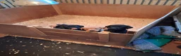 Labrador Retriever dogs for sale: Labrador fox Red and black puppies  - Advert 6