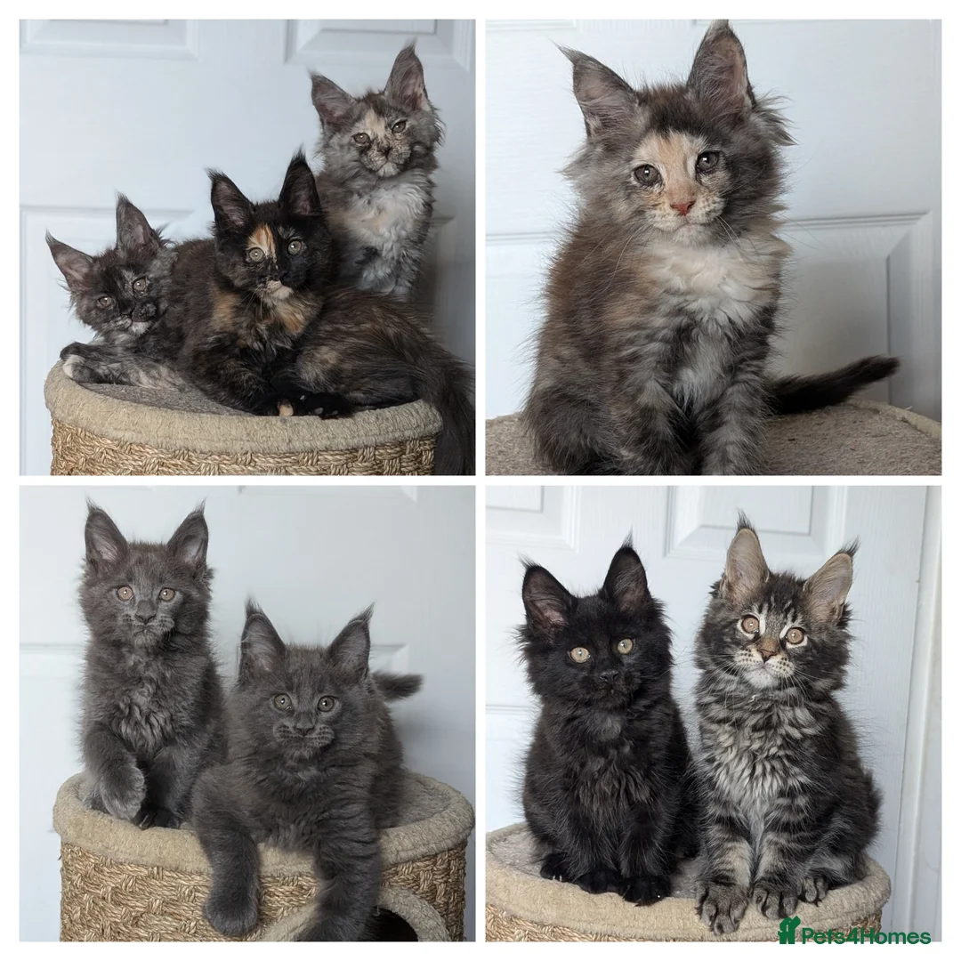 Maine Coon cats for sale: Maine coon kittens  - Advert 1