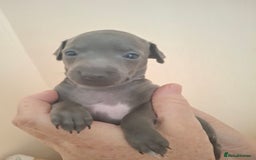 Italian Greyhound dogs for sale: Classic Italian greyhound babies  - Image 14