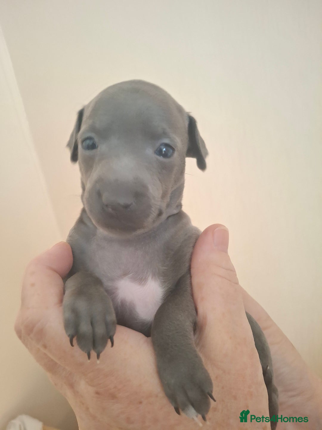 Italian Greyhound dogs for sale: Classic Italian greyhound babies  - Image 14