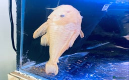 Plecos fish for sale: Chocolate Pleco  - Image 2