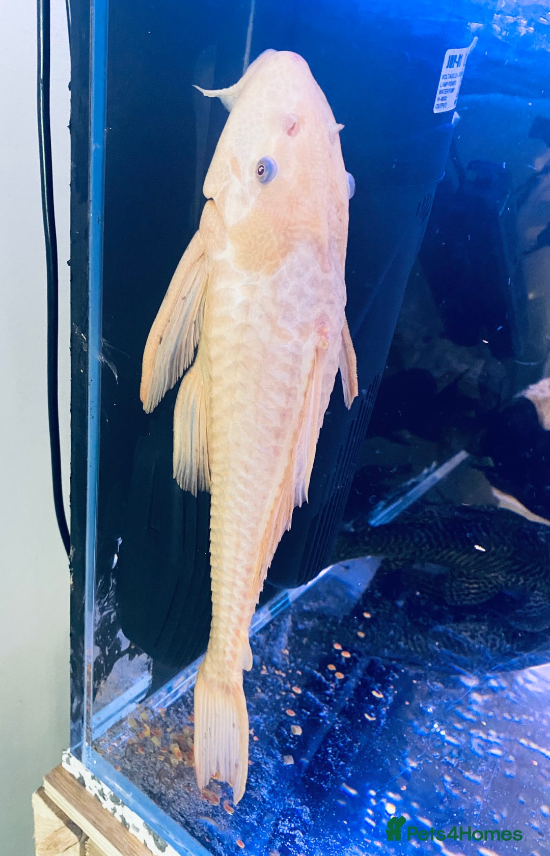 Plecos fish for sale: Chocolate Pleco  - Image 2