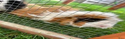 Mixed Breed rabbits for sale: Guinea pigs  - Advert 4
